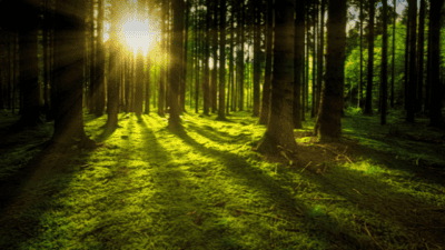 Floresta - Arbor Day in Portugal