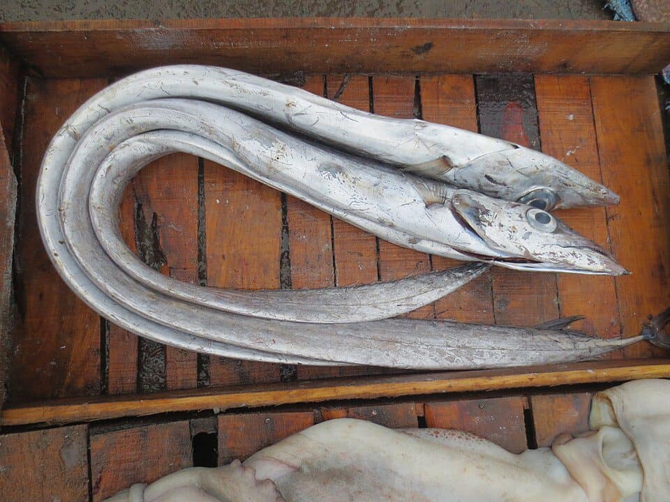 Swordfish and Espadarte fish displayed on wooden table.