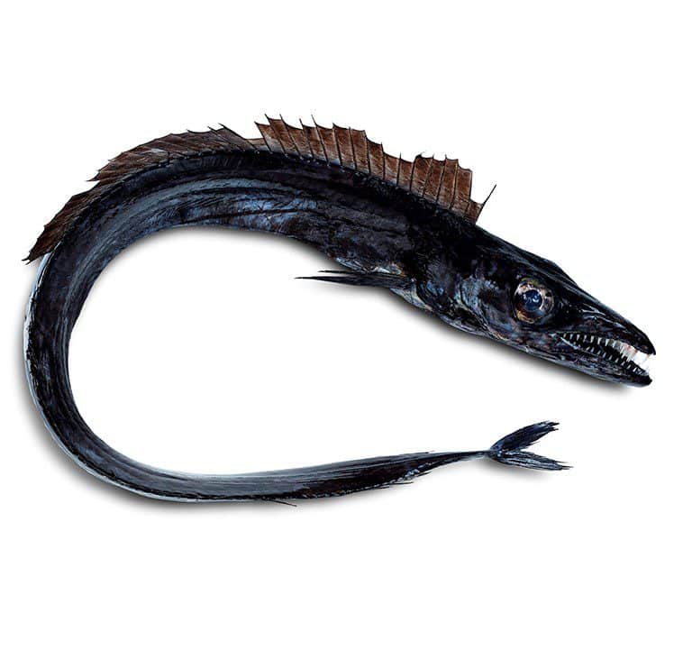 An image of a swordfish (peixe-espada) showcasing its elongated body and sharp bill.